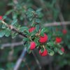 Cotoneaster horizontalis
